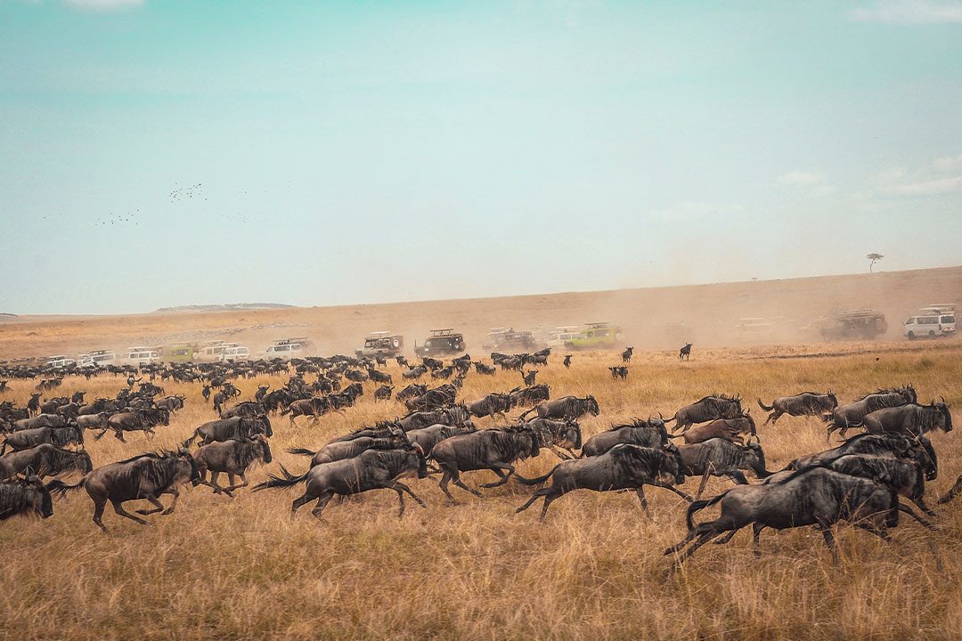 Great-wildebeest-Migrations