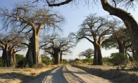 ruaha-ruaha-national-park-tanzania